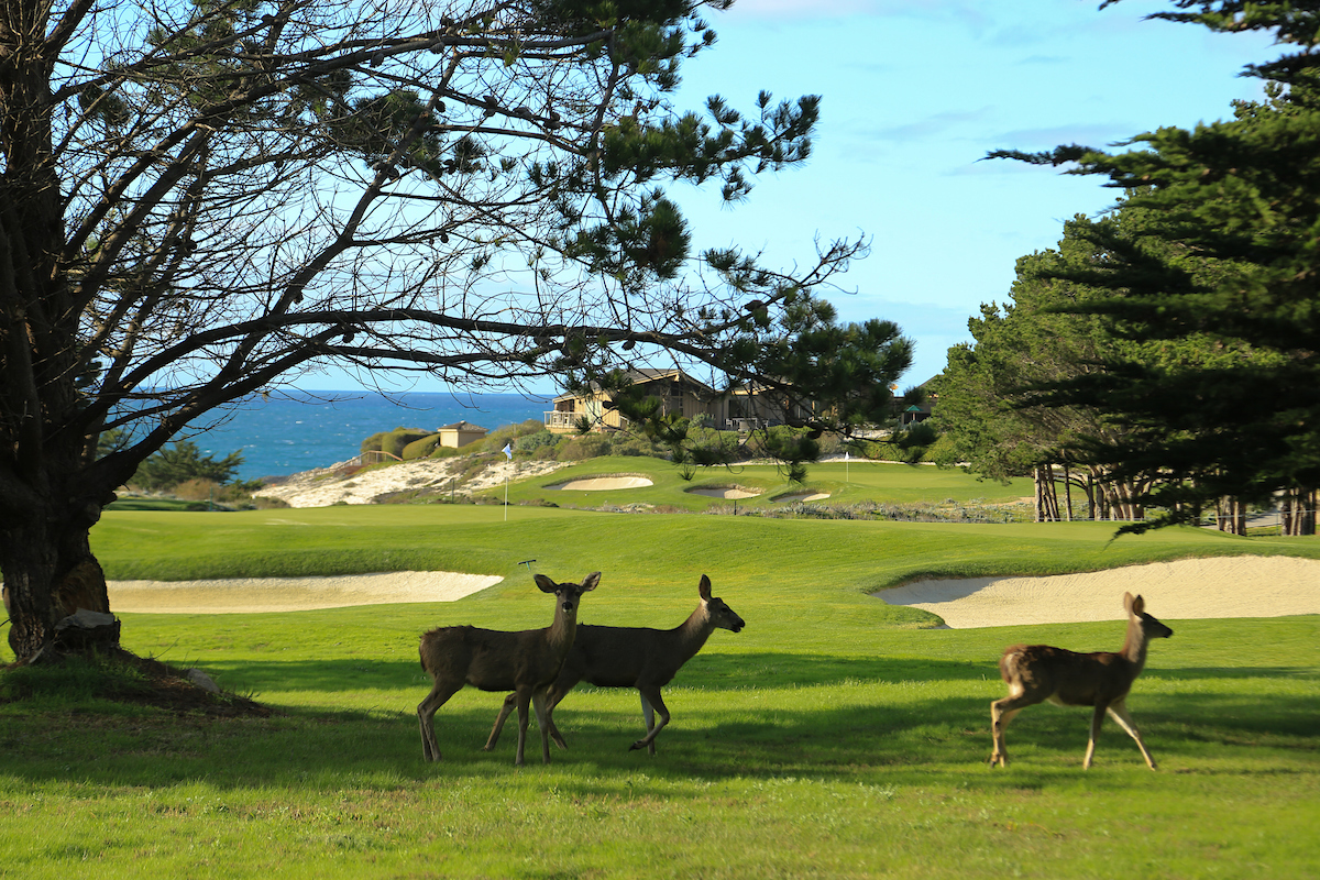 Vista del green del hoyo 1 de Spyglass Hill Golf Course. © Golffile | Phil Inglis
