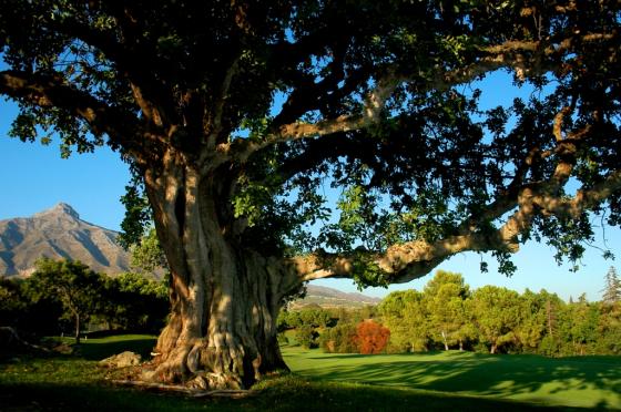 Algarrobo centenario ubicado en el hoyo 13 del Aloha Golf Club.