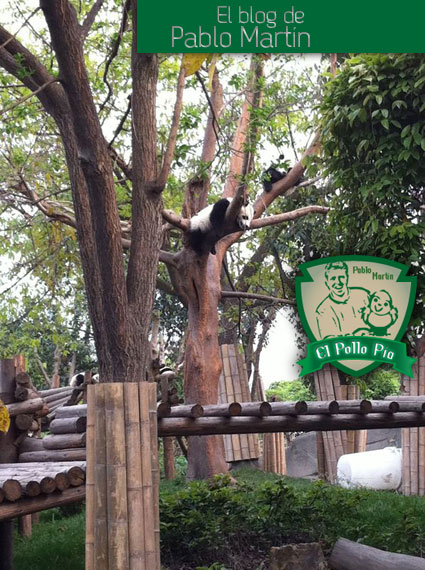 Panda 'corgao' en una rama...
