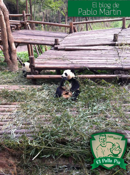 Panda merendando...