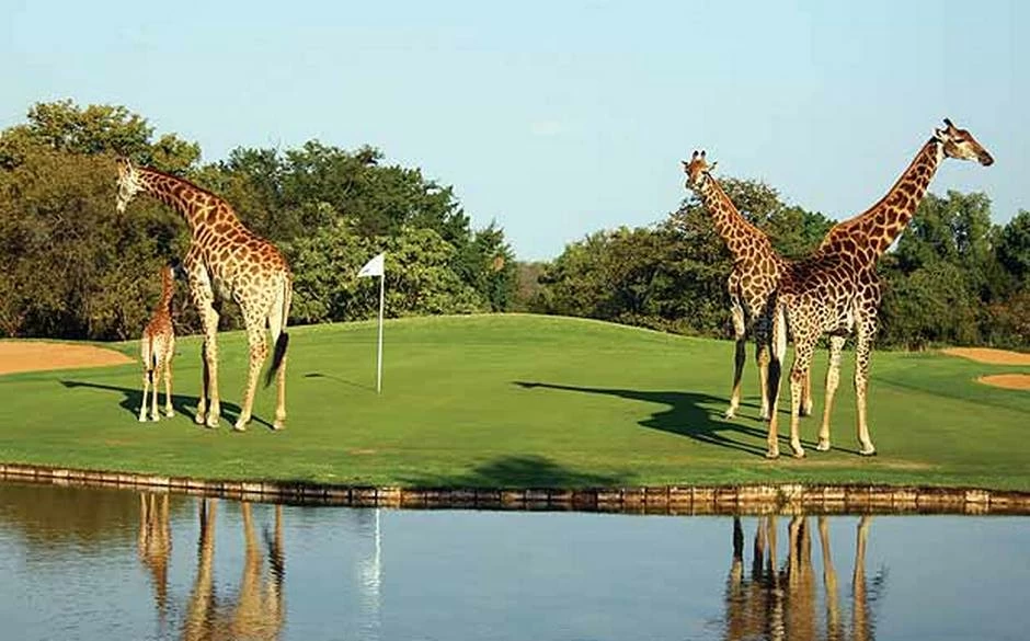 golfsudafricaviaje