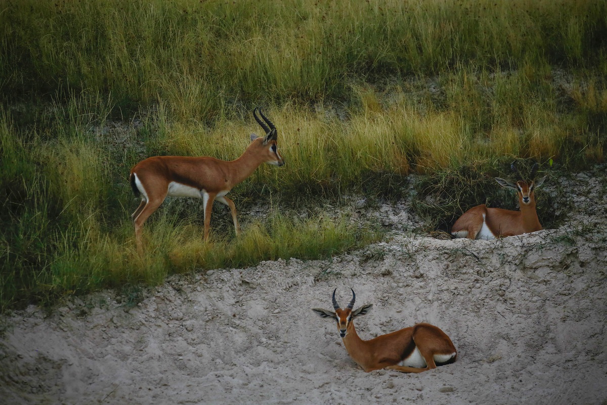 Saadiyat Beach Golf Club inhabits a wide variety of animals including Mountain Gazelles.
