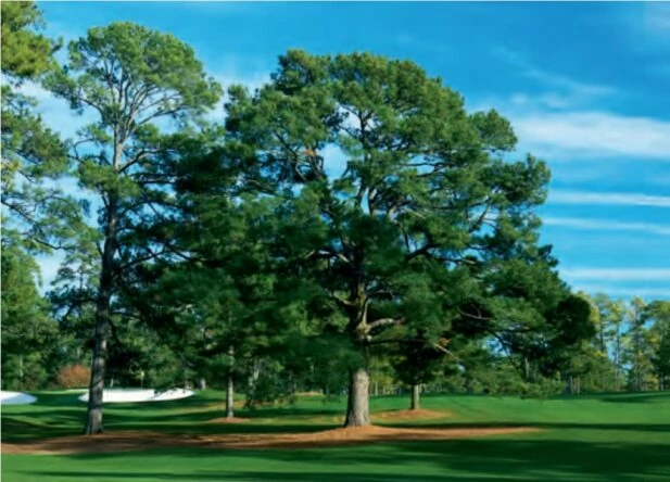 Eisenhower Tree © The Masters