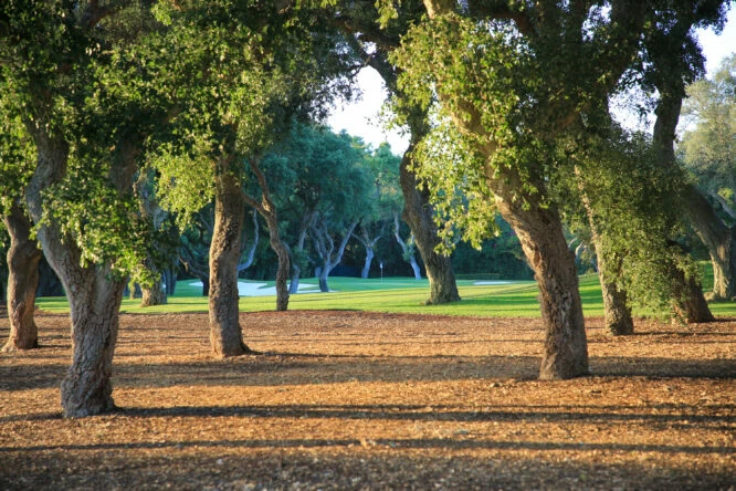 One of the new mulch areas in Real Club Valderrama. © Real Club Valderrama