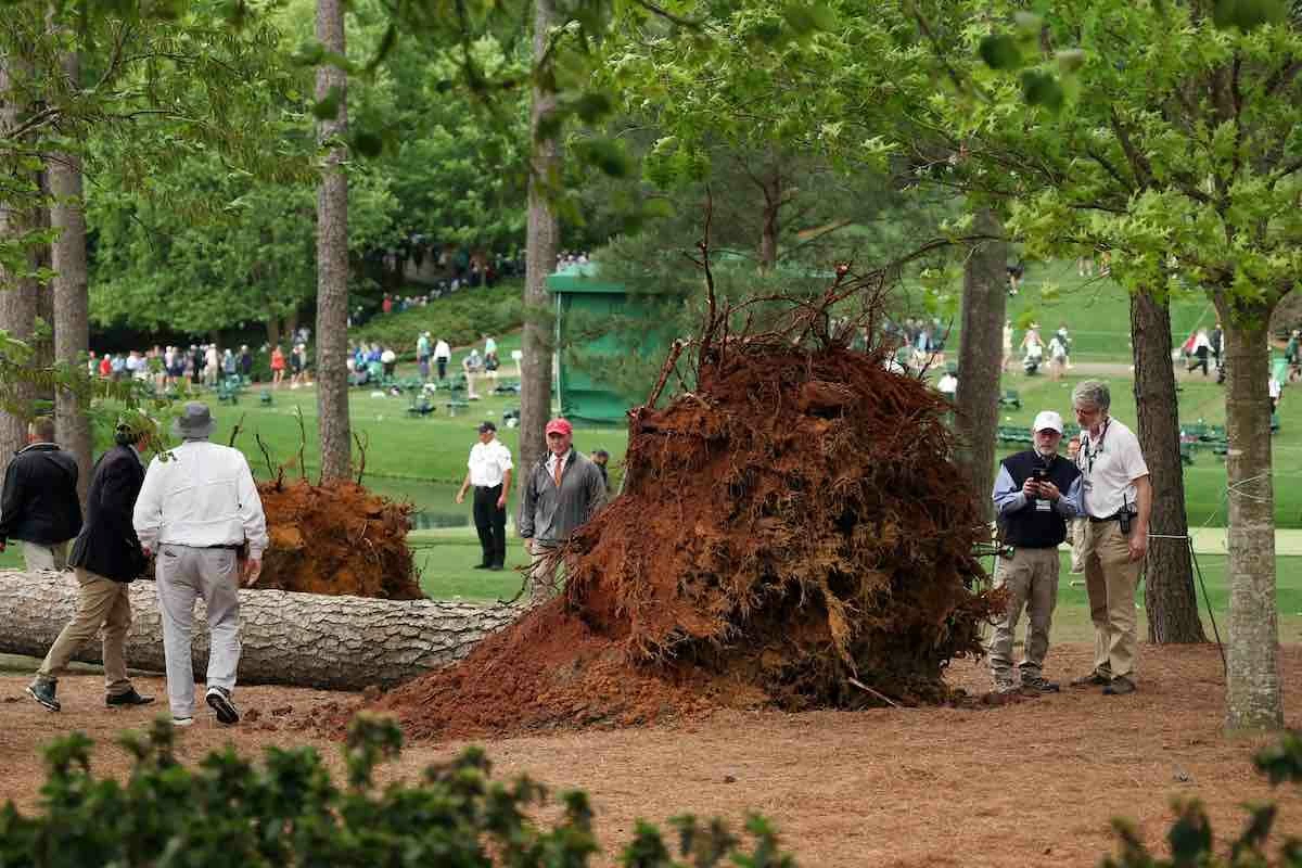 arbolesaugusta23 Imagen de uno de los árboles arrancado de cuajo