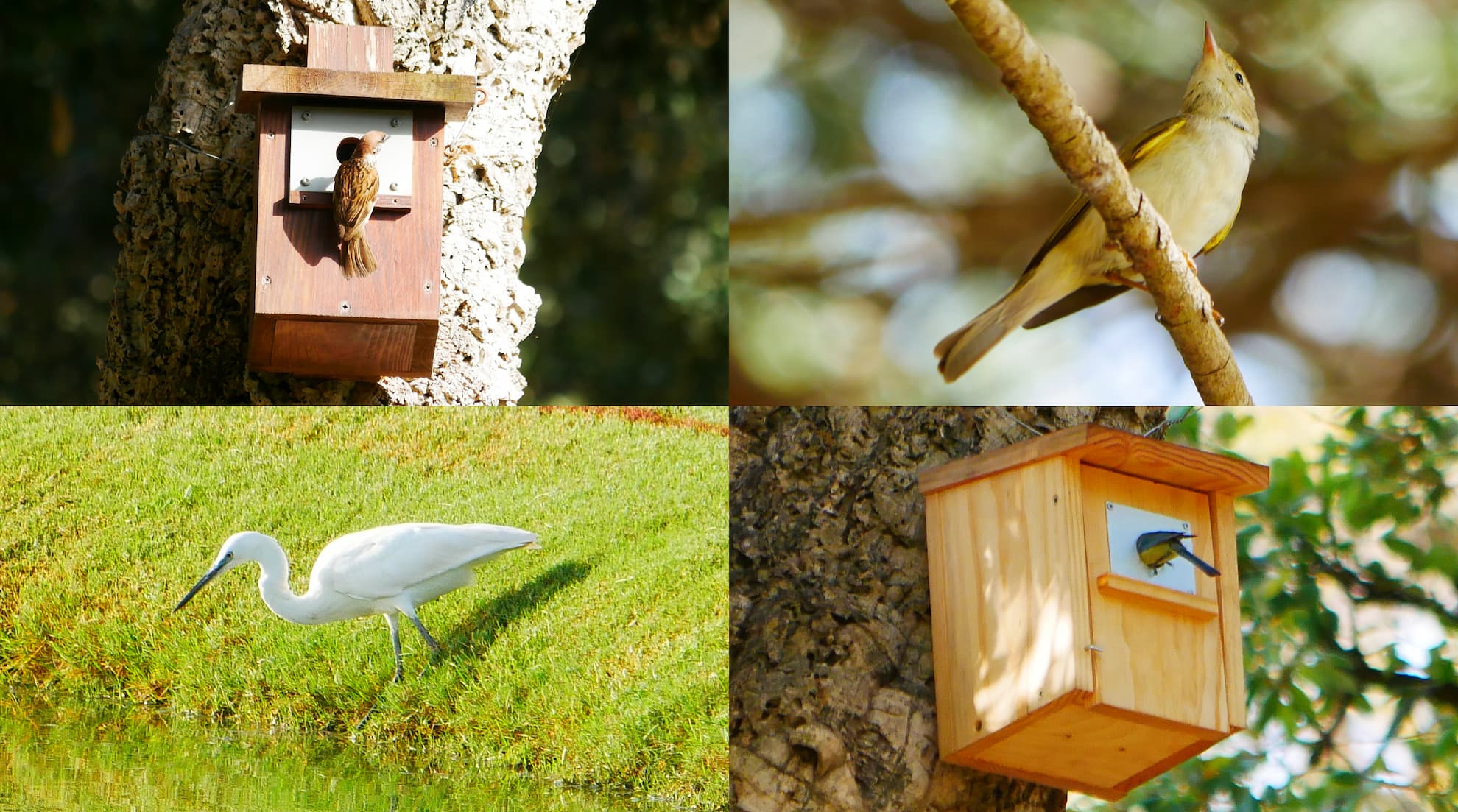 Cuatro de las especies censadas © Sergio Tirado | Real Club de Golf de Sotogrande